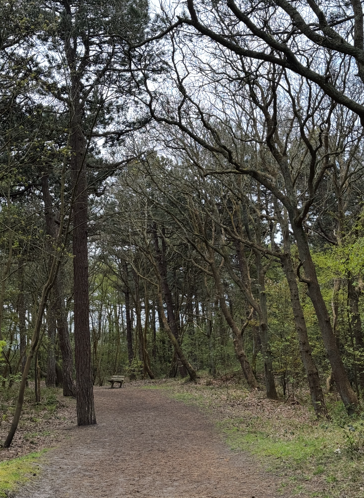 Duinen bij Den Helder